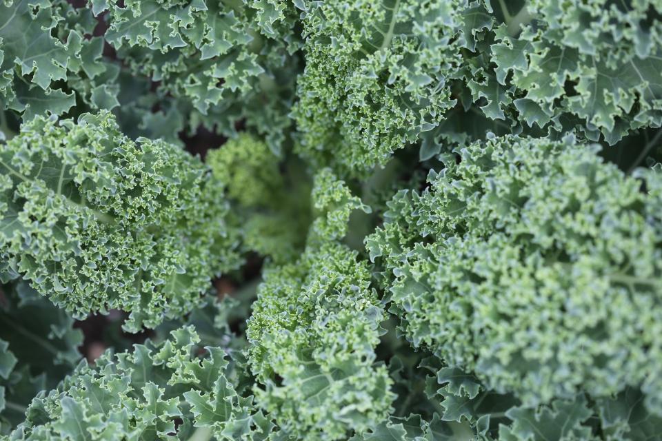 Leafy Greens: Small Leaves, Big Variety